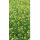 CAMELINE (variété selon arrivage)