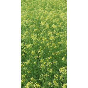 CAMELINE (variété selon arrivage)