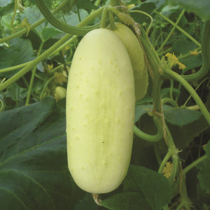 CONCOMBRE blanc hâtif Parisien