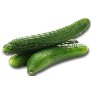 10 graines Monsieur Fothergills-légumes-Concombre Telegraph améliorée 