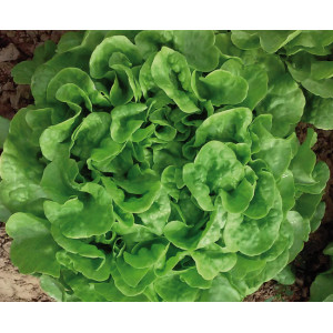 LAITUE Feuille de chêne blonde de plein champ Avenir 