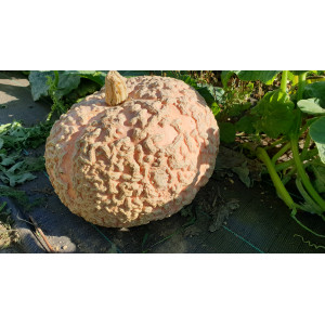 COURGE Galeuse D'Eysine