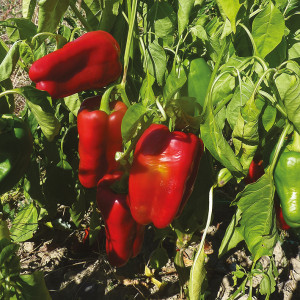 POIVRON Doux D'Espagne