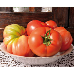 TOMATE Reine des Hâtives