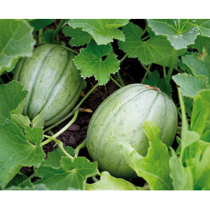 MELON Vieille France