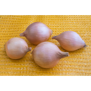 OIGNON Prometa