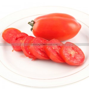 TOMATE Rio Grande