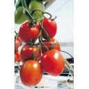 Graine bio TOMATE Myriade HF1