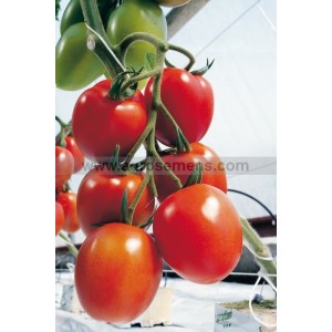 TOMATE Myriade F1