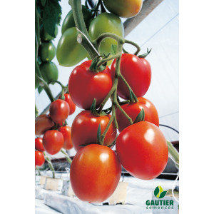 TOMATE Myriade F1