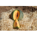 MELON Petit Gris de Rennes