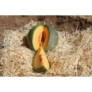 MELON Petit Gris de Rennes
