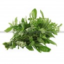 Graine bio BASILIC Genovese 