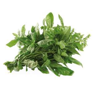 BASILIC Genovese (Grand Vert)