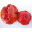 TOMATE 1884 