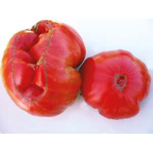 TOMATE 1884 