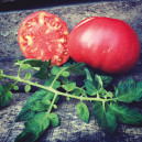 TOMATE Grégori Altaï