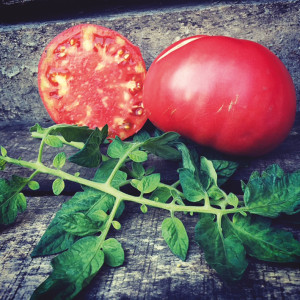 TOMATE Grégori Altaï