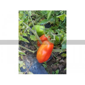 TOMATE San Marzano Trapue