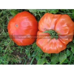 TOMATE Russe Rouge