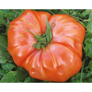 TOMATE Russe Rouge