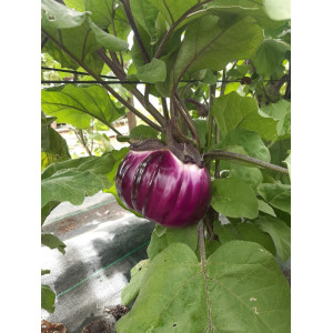 AUBERGINE Violette de Florence