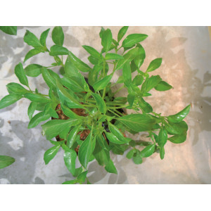 BASILIC Citron