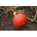 POTIMARRON Solor 