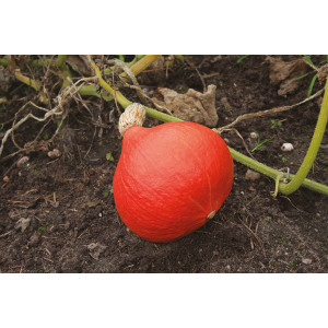 POTIMARRON Solor 