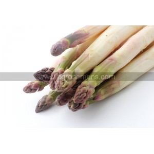 ASPERGE Argenteuil