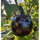 AUBERGINE Ronde de Valence