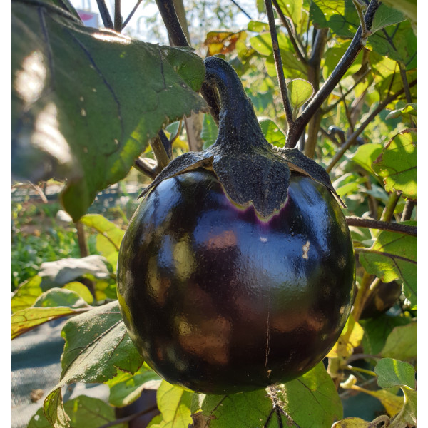 Graines d'Aubergine ronde de Valence