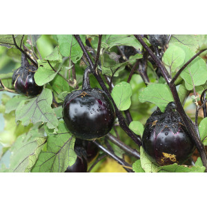 AUBERGINE Ronde de Valence