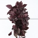 BASILIC rouge osmin