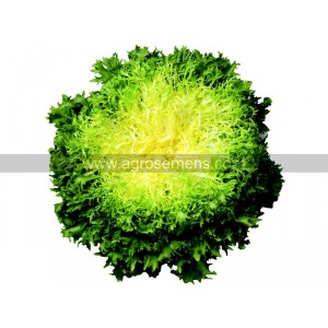 CHICOREE Frisée Benefine