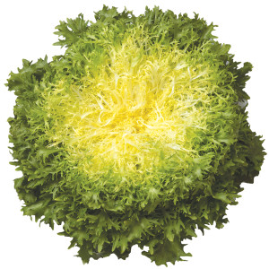 CHICOREE Frisée Benefine
