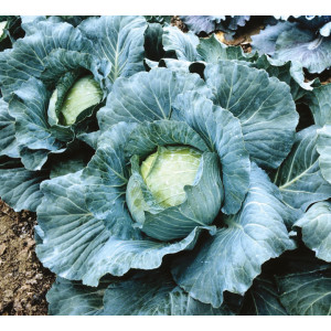 CHOU CABUS Blanc Thurnen