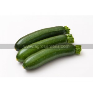 COURGETTE Noriac F1