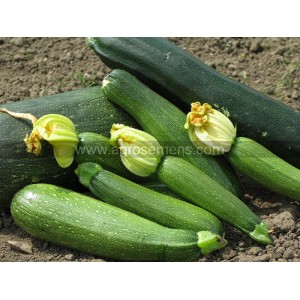 COURGETTE Génovèse