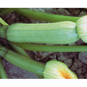 COURGETTE Génovèse