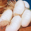 OIGNON Blanc Musona
