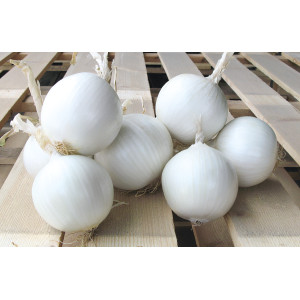 OIGNON BLANC Gladstone