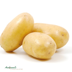 POMME DE TERRE Charlotte