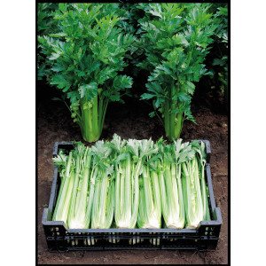 CELERI Branche Tango