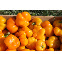 POIVRON Mandarine