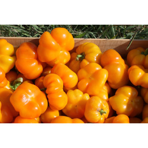 POIVRON Mandarine