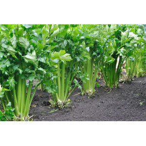 CELERI Branche Vert d'Elne