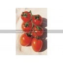 TOMATE Roma (Qualité Premium)