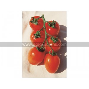 TOMATE Roma (Qualité Premium)