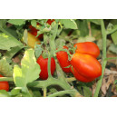 TOMATE Roma (Qualité Premium)